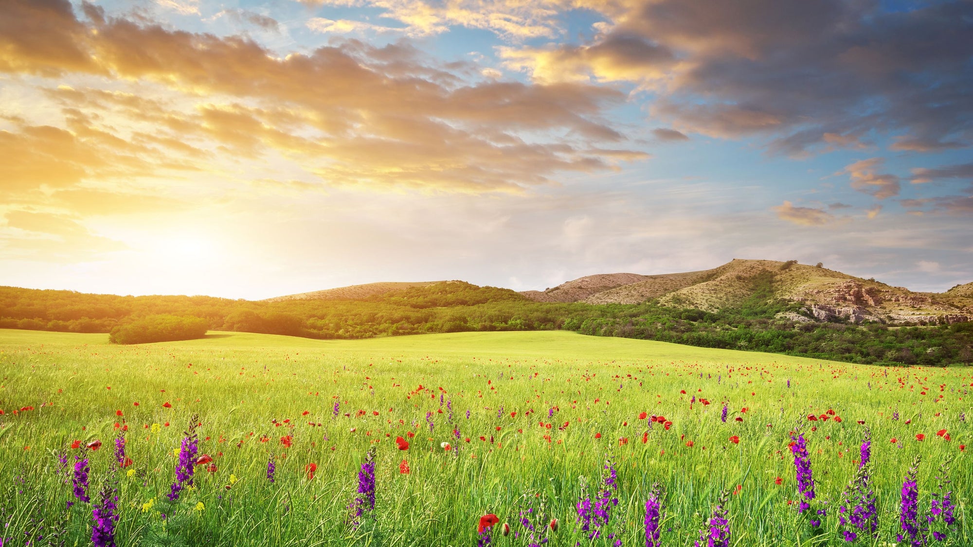 Manifest Your Goals with the Mystic Michaela Manifestation Journal